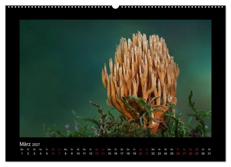 Pilzgalerie - Heimische Pilze aus der Region Rheinland-Pfalz (CALVENDO Wandkalender 2027)