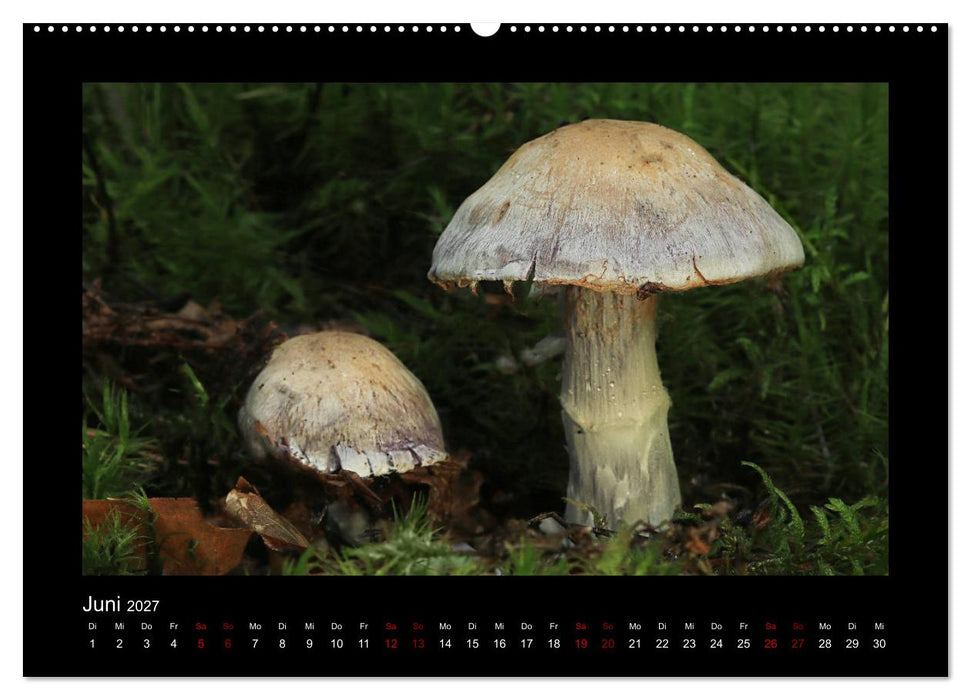 Pilzgalerie - Heimische Pilze aus der Region Rheinland-Pfalz (CALVENDO Wandkalender 2027)