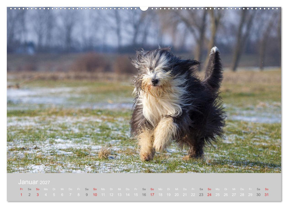 BEARDED COLLIES 2027 (CALVENDO Premium Wandkalender 2027)