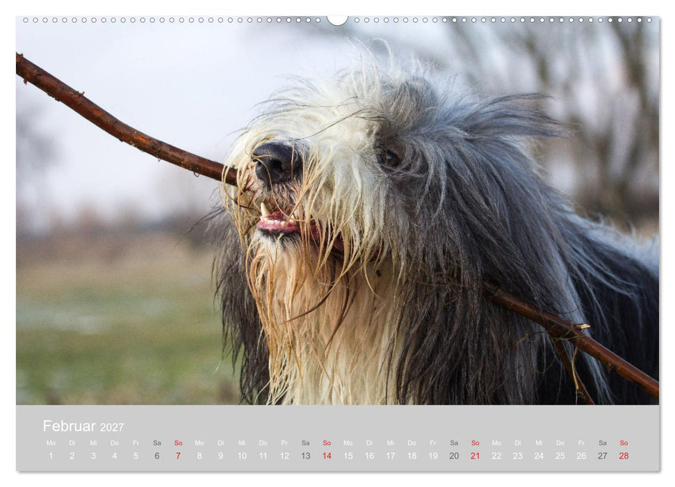 BEARDED COLLIES 2027 (CALVENDO Premium Wandkalender 2027)