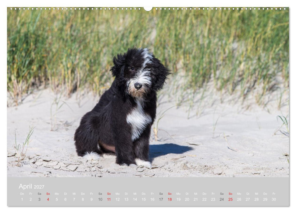 BEARDED COLLIES 2027 (CALVENDO Premium Wandkalender 2027)