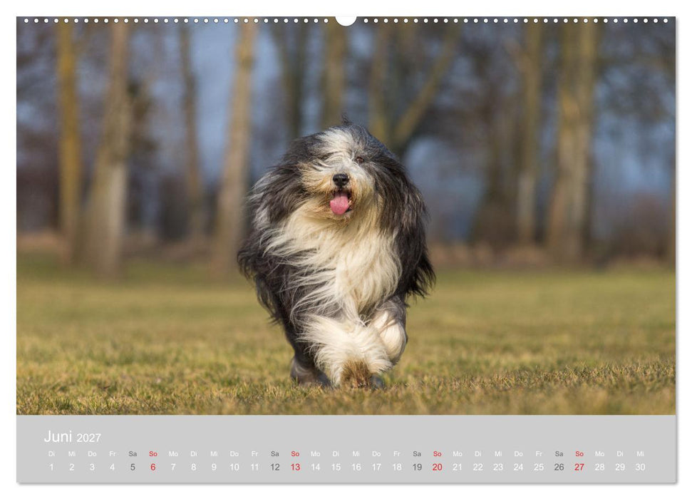 BEARDED COLLIES 2027 (CALVENDO Premium Wandkalender 2027)