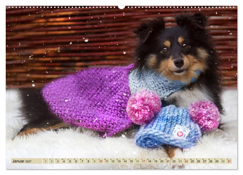 SHELTIES Liebe auf 4 Pfoten (CALVENDO Wandkalender 2027)