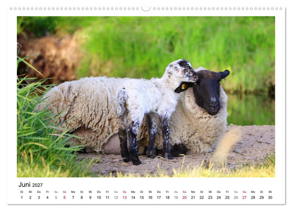 Schäfchen zählen - Mit Schafen durchs Jahr (CALVENDO Wandkalender 2027)