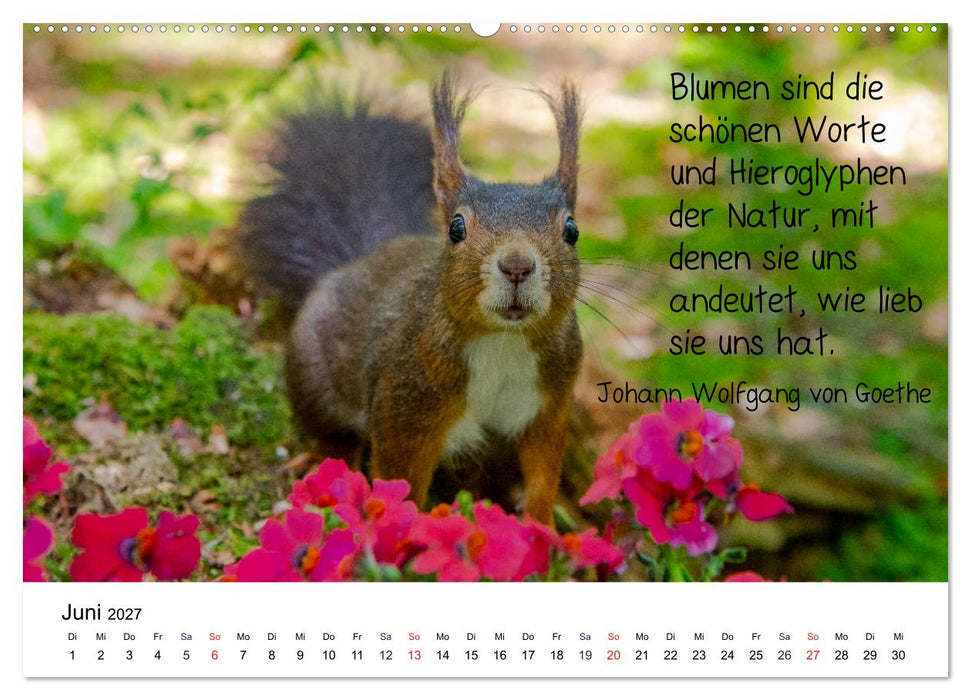 Der literarische Eichhörnchen-Kalender (CALVENDO Premium Wandkalender 2027)