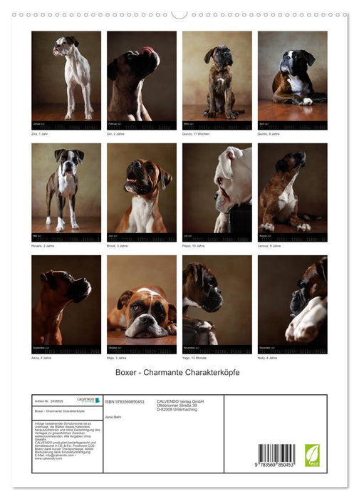 Boxer - Charmante Charakterköpfe (CALVENDO Premium Wandkalender 2027)