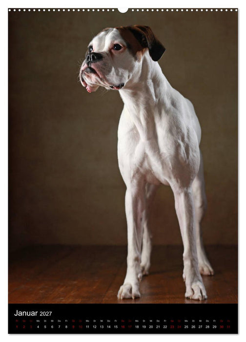 Boxer - Charmante Charakterköpfe (CALVENDO Premium Wandkalender 2027)