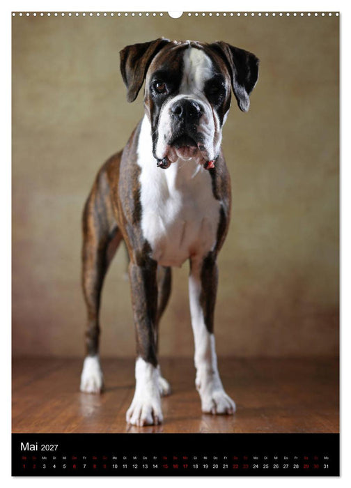 Boxer - Charmante Charakterköpfe (CALVENDO Premium Wandkalender 2027)