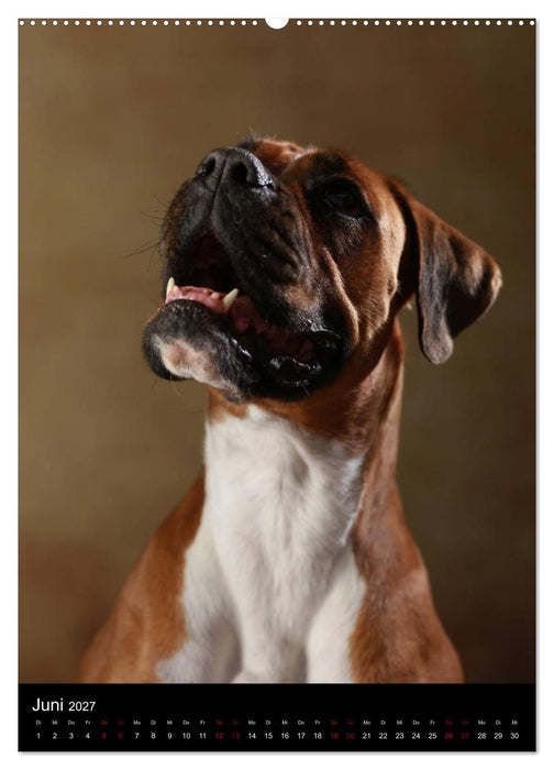 Boxer - Charmante Charakterköpfe (CALVENDO Premium Wandkalender 2027)