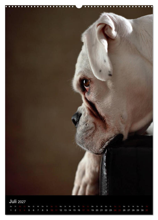 Boxer - Charmante Charakterköpfe (CALVENDO Premium Wandkalender 2027)