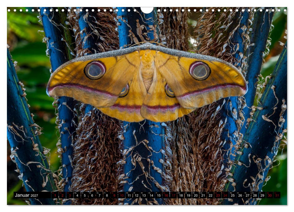 Kleinode der Lüfte - Faszinierende tropische Schmetterlinge (CALVENDO Wandkalender 2027)