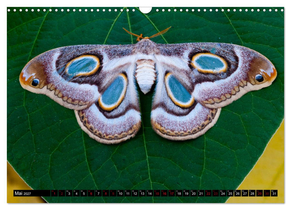 Kleinode der Lüfte - Faszinierende tropische Schmetterlinge (CALVENDO Wandkalender 2027)