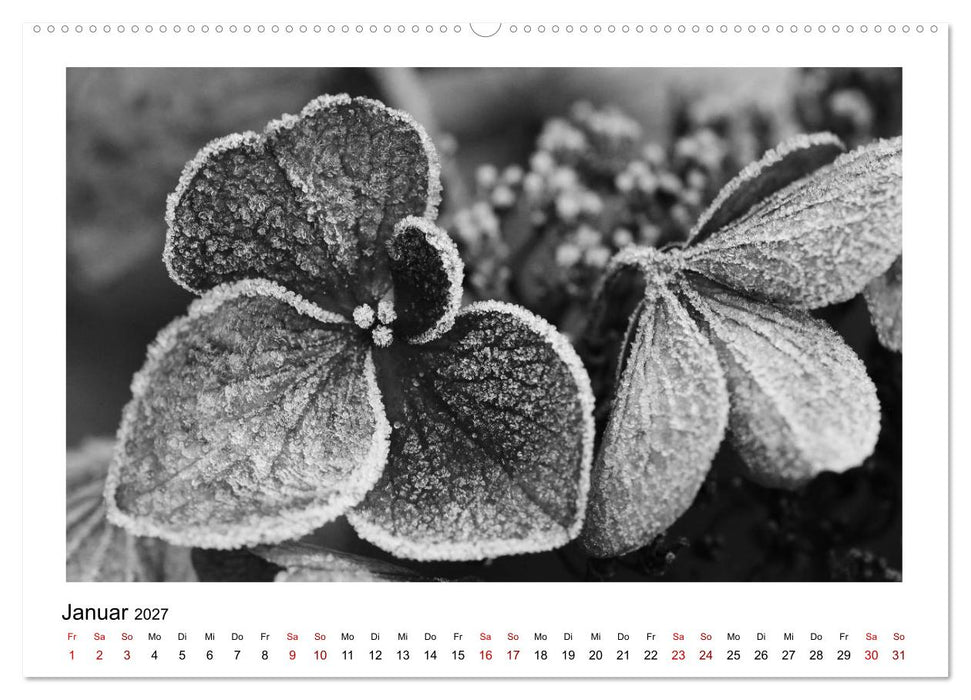 Die grafische Schönheit der Pflanzen – Schwarz-Weiß (CALVENDO Premium Wandkalender 2027)