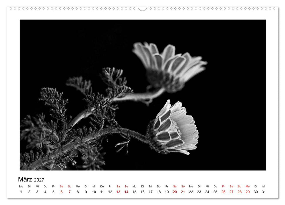 Die grafische Schönheit der Pflanzen – Schwarz-Weiß (CALVENDO Premium Wandkalender 2027)