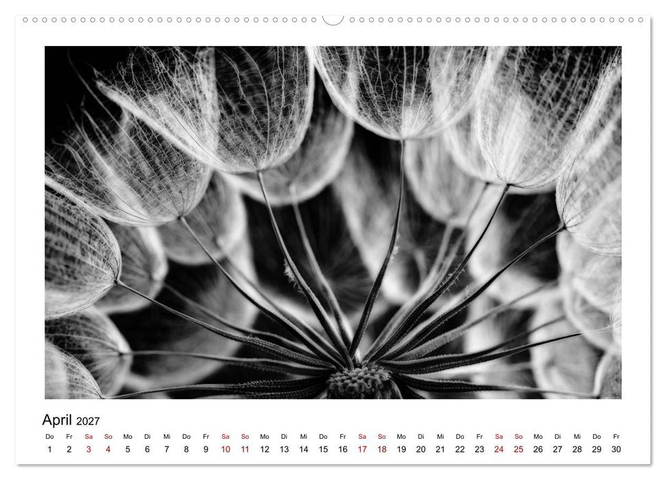 Die grafische Schönheit der Pflanzen – Schwarz-Weiß (CALVENDO Premium Wandkalender 2027)