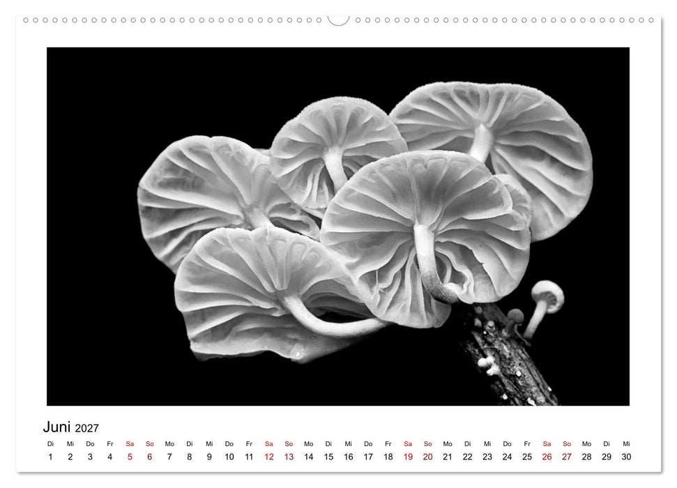 Die grafische Schönheit der Pflanzen – Schwarz-Weiß (CALVENDO Premium Wandkalender 2027)