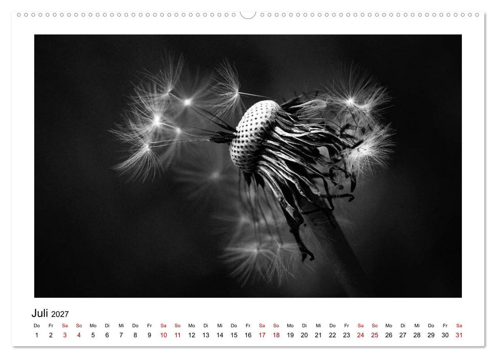 Die grafische Schönheit der Pflanzen – Schwarz-Weiß (CALVENDO Premium Wandkalender 2027)