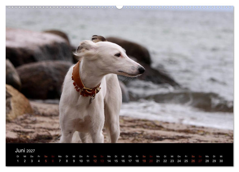 Der Silken Windsprite - ein Seelenhund (CALVENDO Premium Wandkalender 2027)