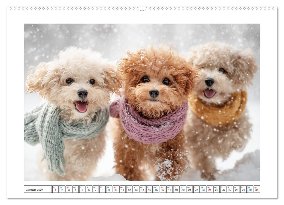 Pudelzauber (CALVENDO Premium Wandkalender 2027)