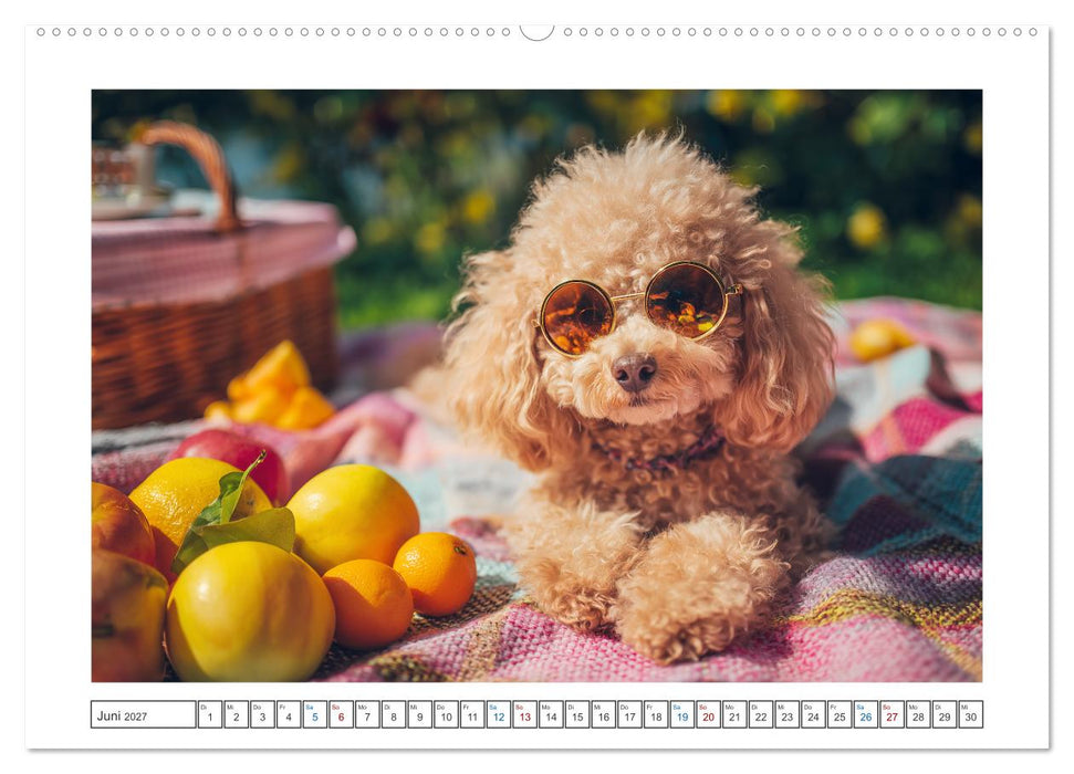 Pudelzauber (CALVENDO Premium Wandkalender 2027)