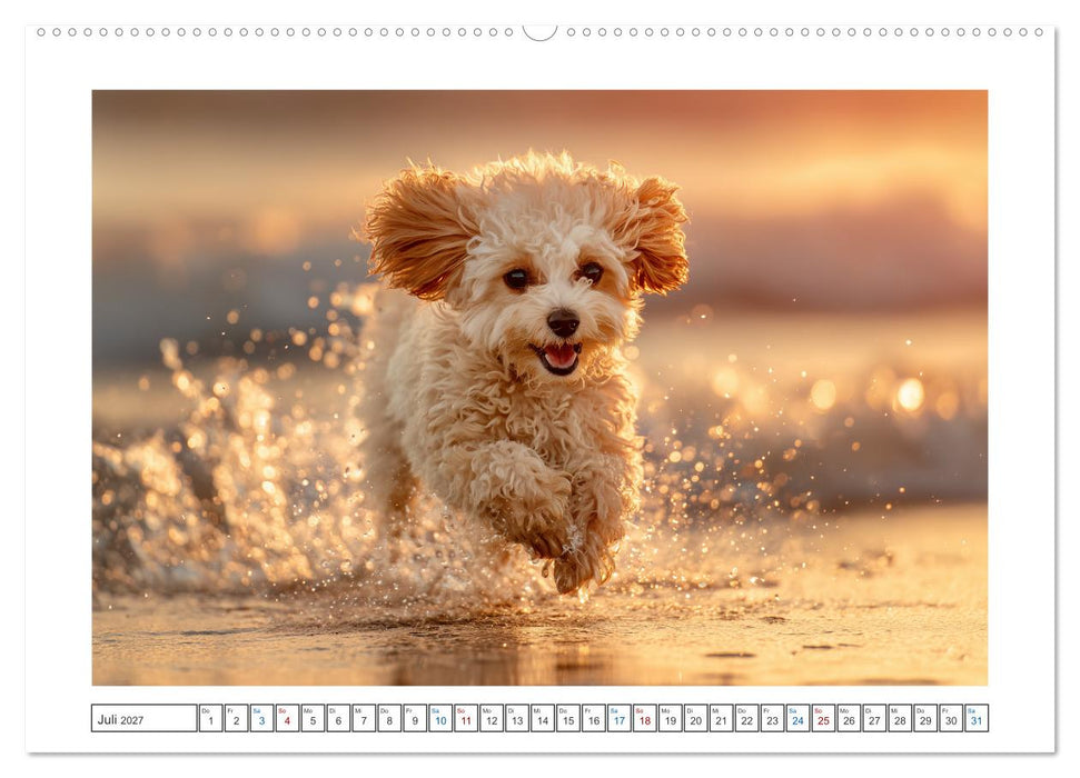Pudelzauber (CALVENDO Premium Wandkalender 2027)