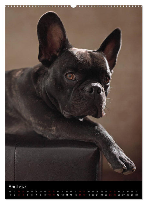 Bullys mit Charme - Französische Bulldoggen im Portrait (CALVENDO Wandkalender 2027)