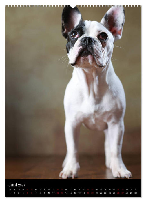 Bullys mit Charme - Französische Bulldoggen im Portrait (CALVENDO Wandkalender 2027)