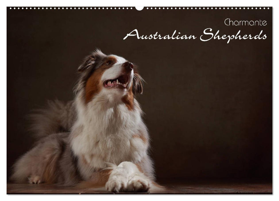 Charmante Australian Shepherds (CALVENDO Wandkalender 2027)