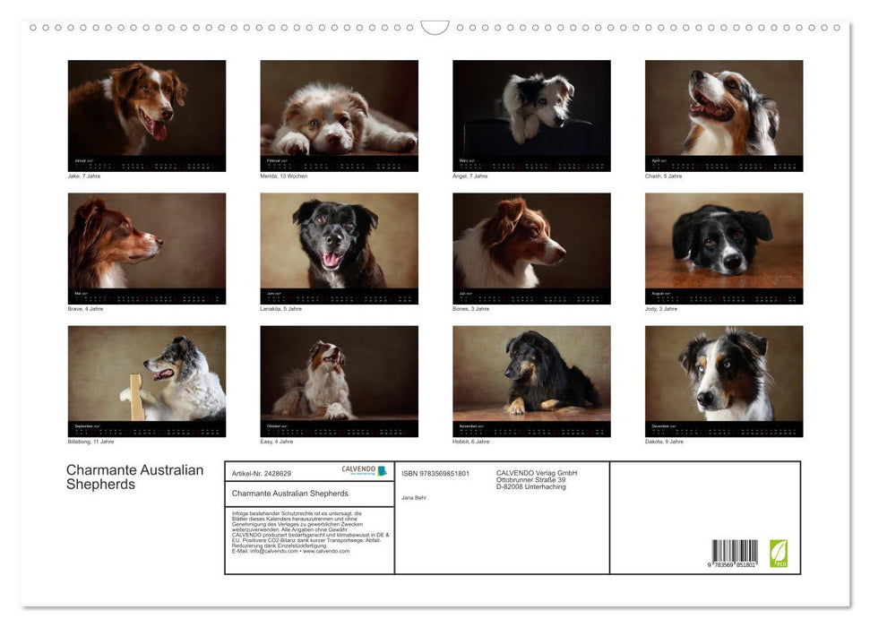 Charmante Australian Shepherds (CALVENDO Wandkalender 2027)