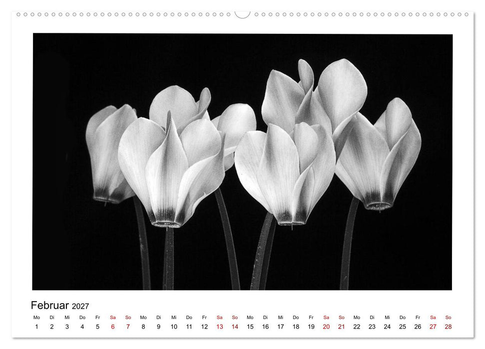 Die grafische Schönheit der Pflanzen – Schwarz-Weiß (CALVENDO Wandkalender 2027)