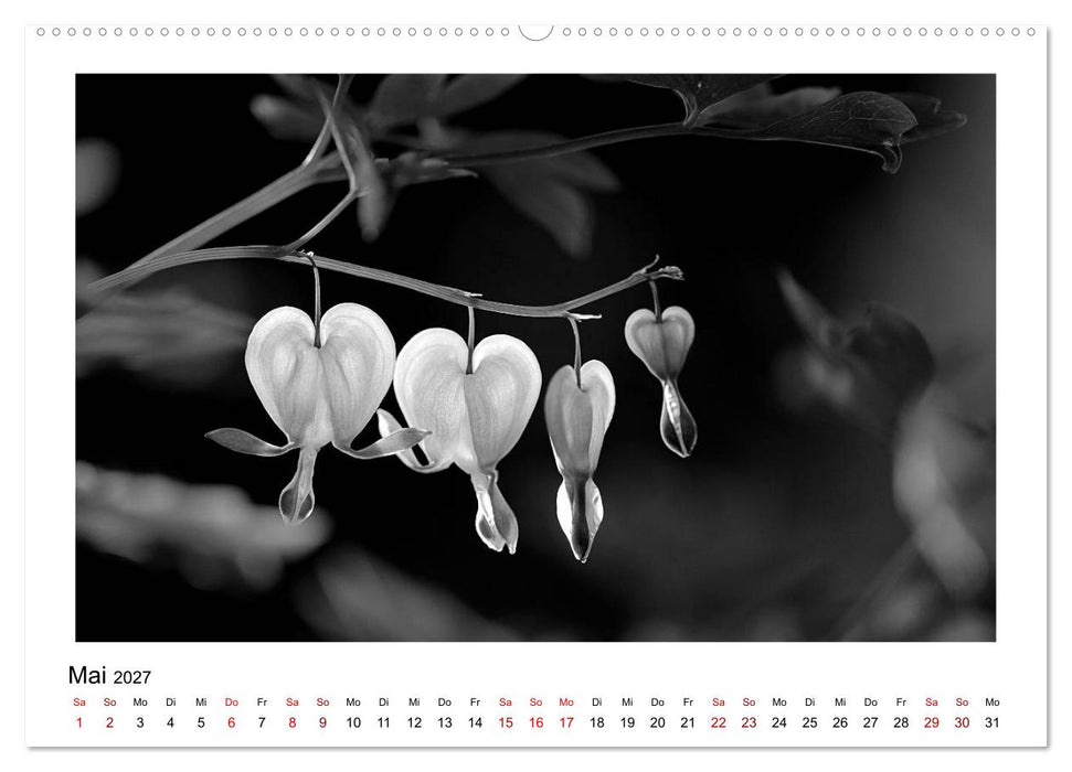 Die grafische Schönheit der Pflanzen – Schwarz-Weiß (CALVENDO Wandkalender 2027)