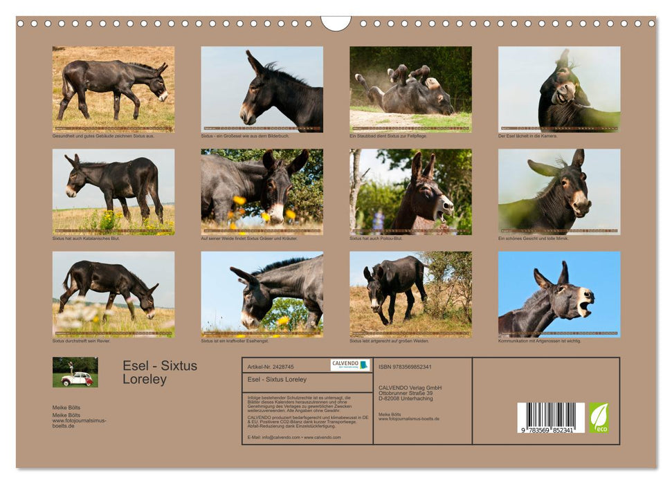 Esel - Sixtus Loreley (CALVENDO Wandkalender 2027)