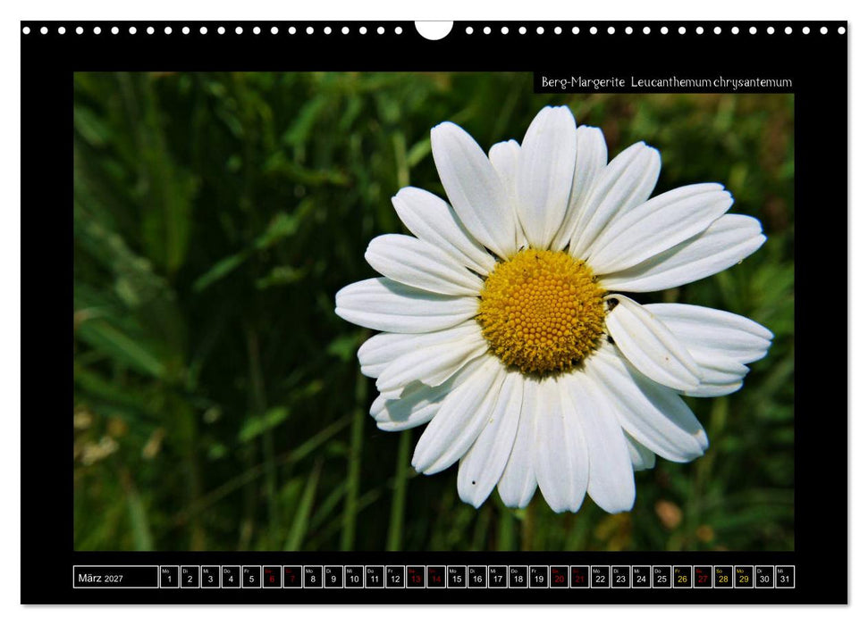 Alpine Flora in der Homöopathie (CALVENDO Wandkalender 2027)
