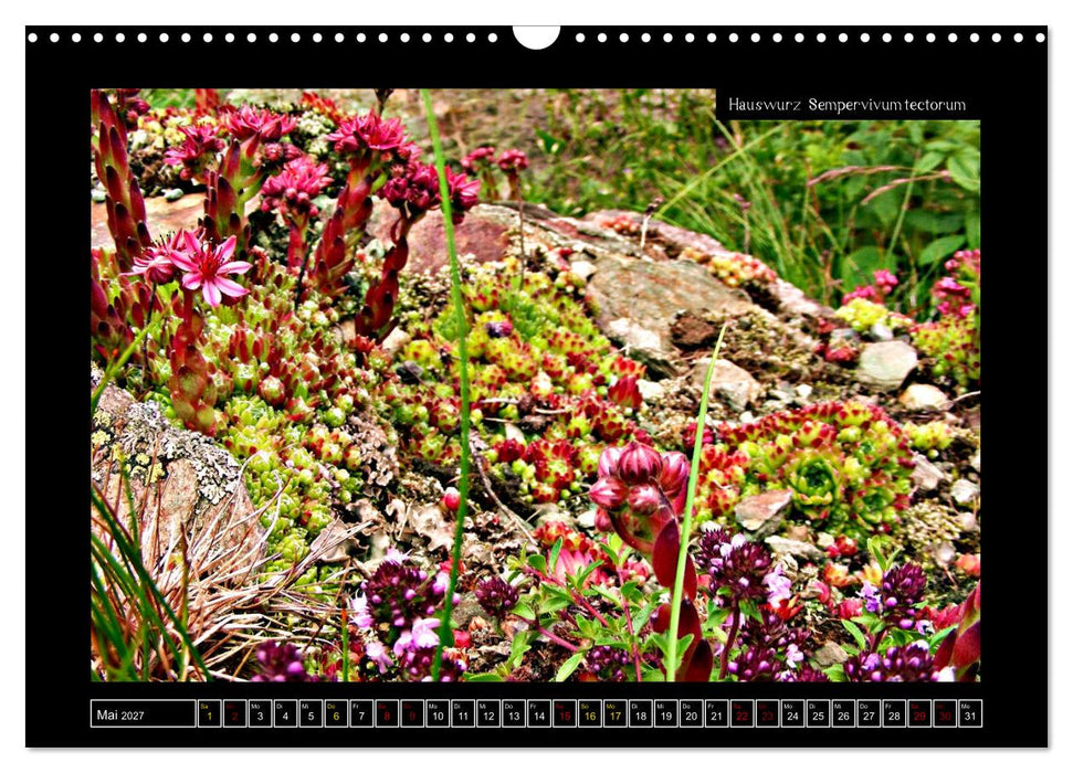 Alpine Flora in der Homöopathie (CALVENDO Wandkalender 2027)