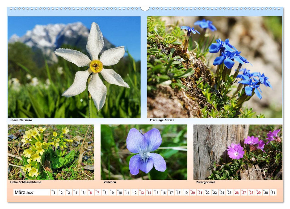 Alpiner Blütenzauber (CALVENDO Wandkalender 2027)