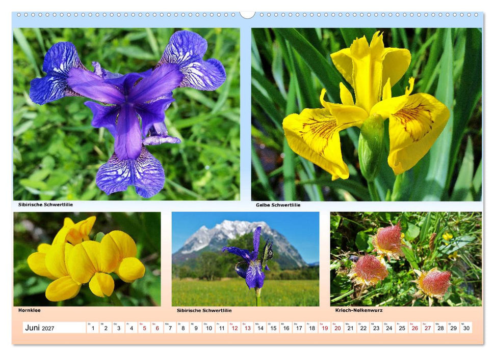 Alpiner Blütenzauber (CALVENDO Wandkalender 2027)