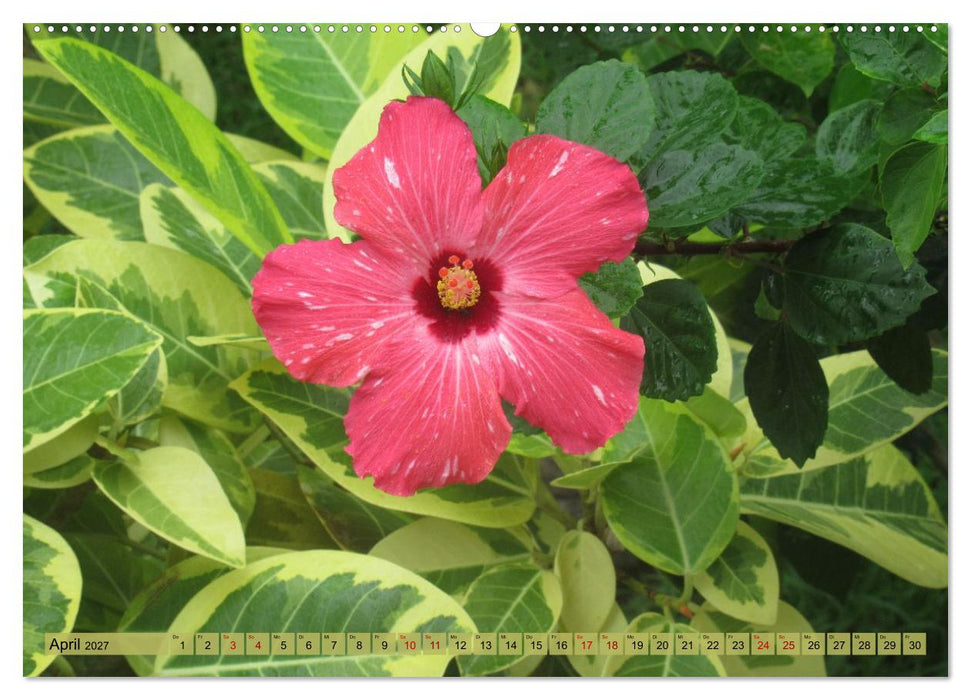 Die Natur Japans (CALVENDO Premium Wandkalender 2027)