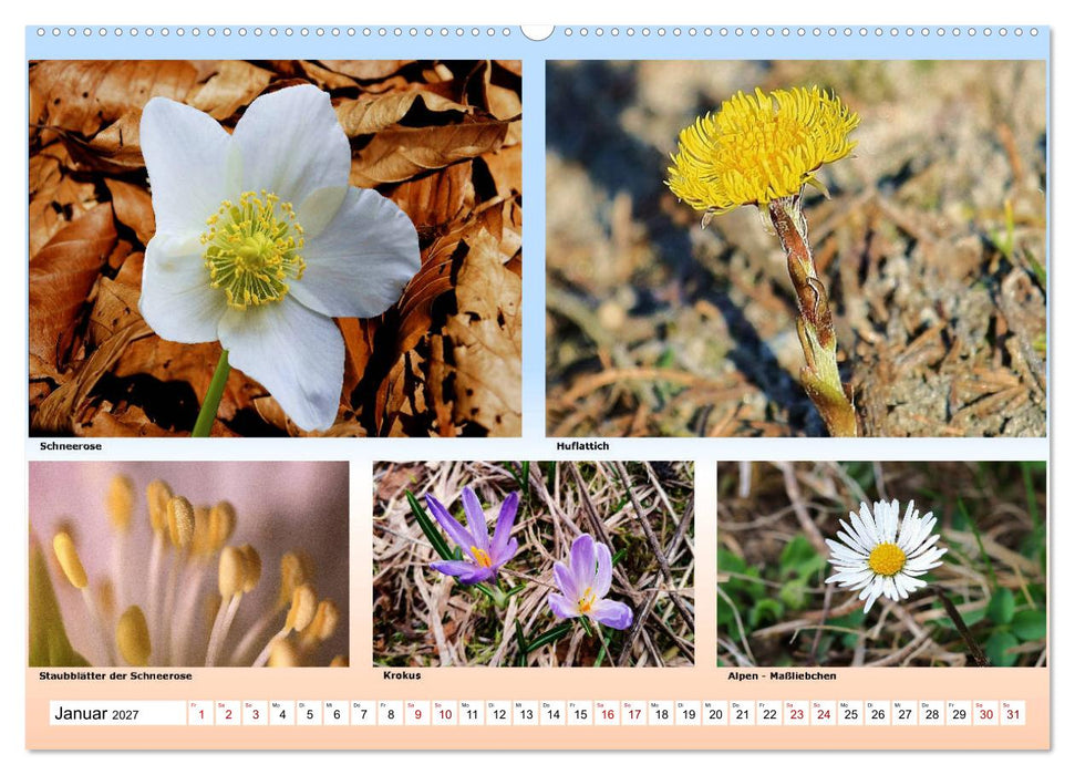 Alpiner Blütenzauber (CALVENDO Premium Wandkalender 2027)