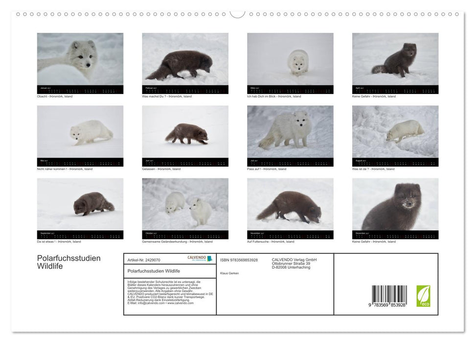 Polarfuchsstudien Wildlife (CALVENDO Premium Wandkalender 2027)