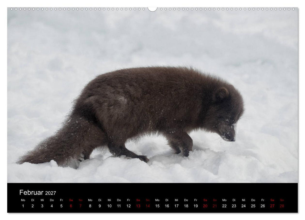 Polarfuchsstudien Wildlife (CALVENDO Premium Wandkalender 2027)