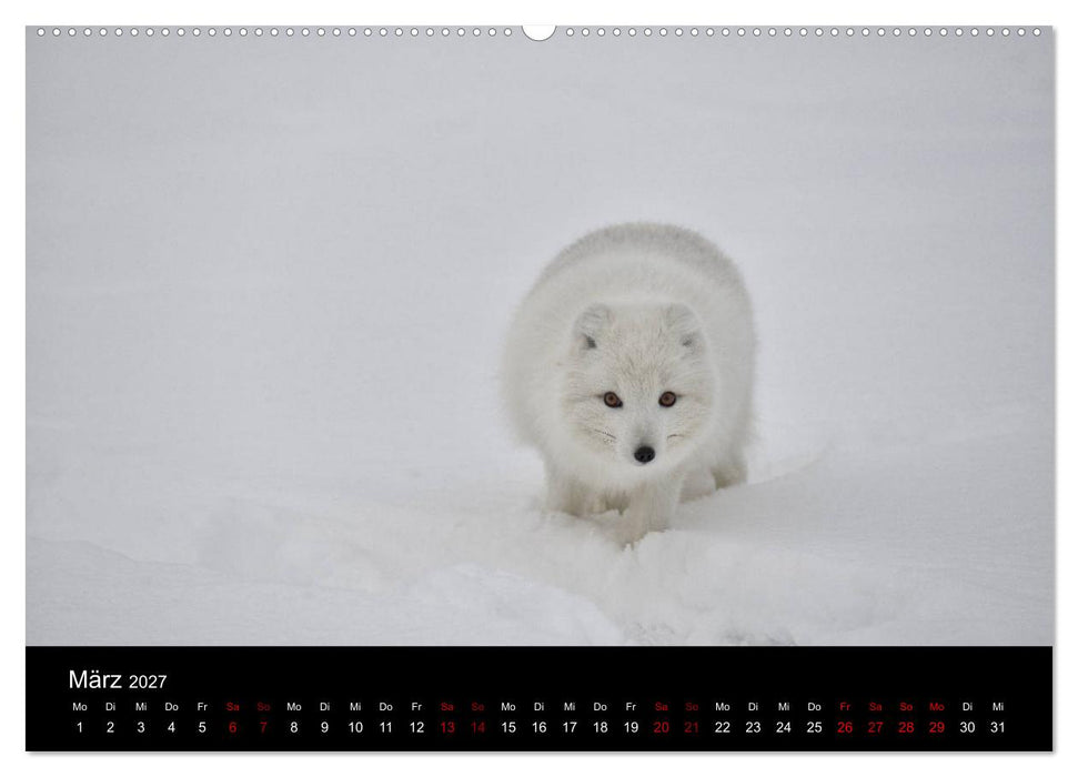 Polarfuchsstudien Wildlife (CALVENDO Premium Wandkalender 2027)