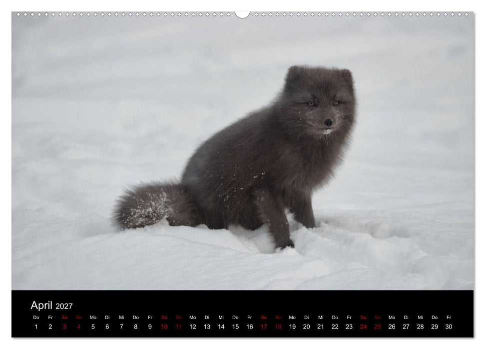 Polarfuchsstudien Wildlife (CALVENDO Premium Wandkalender 2027)
