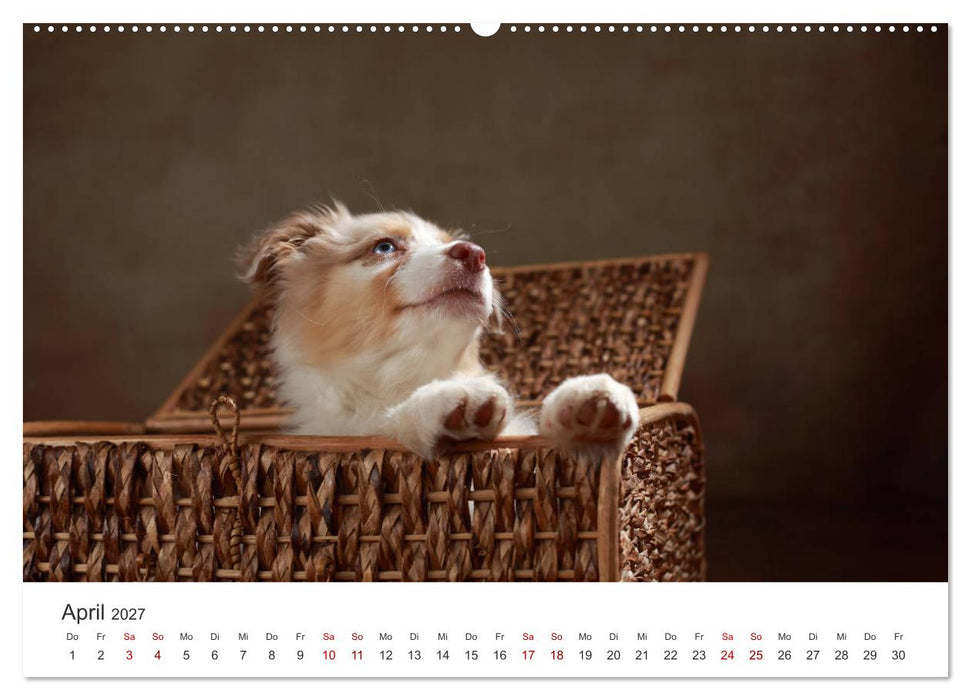 Welpenblicke (CALVENDO Premium Wandkalender 2027)