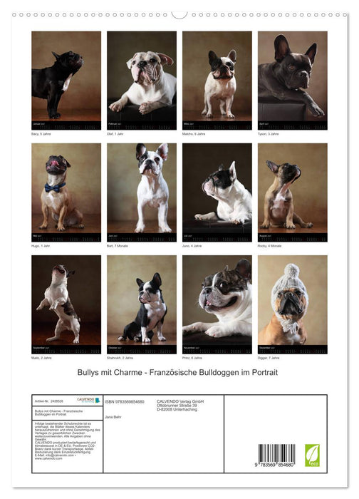 Bullys mit Charme - Französische Bulldoggen im Portrait (CALVENDO Premium Wandkalender 2027)