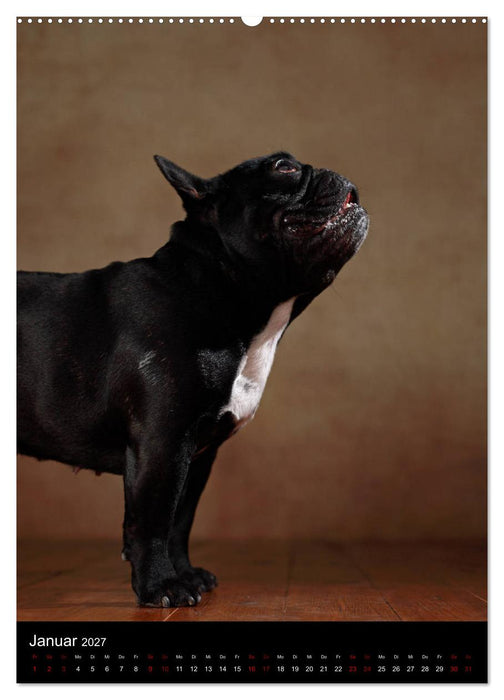 Bullys mit Charme - Französische Bulldoggen im Portrait (CALVENDO Premium Wandkalender 2027)