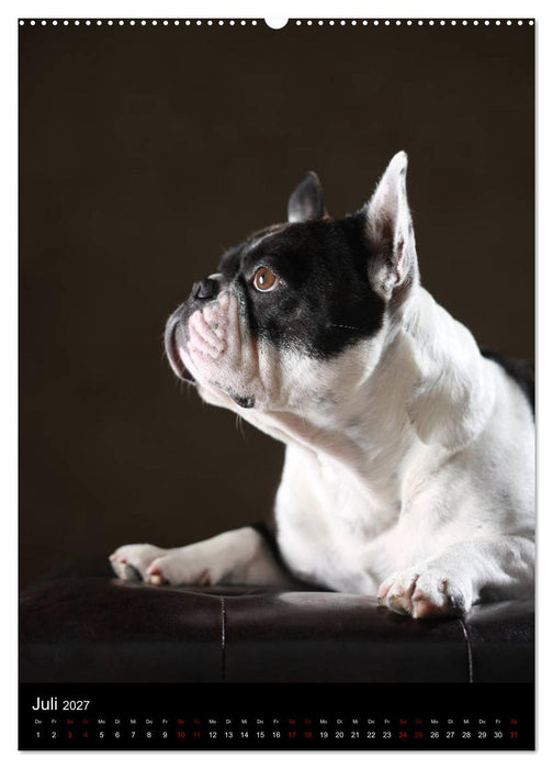 Bullys mit Charme - Französische Bulldoggen im Portrait (CALVENDO Premium Wandkalender 2027)