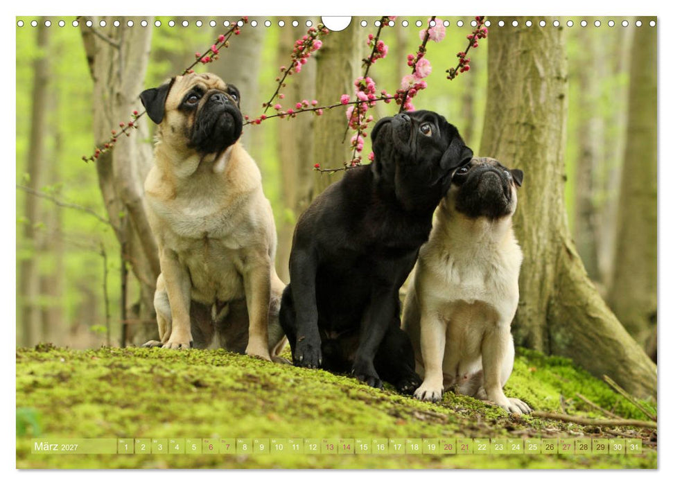 Lustige Möpse aus der Hundeknipserei (CALVENDO Wandkalender 2027)