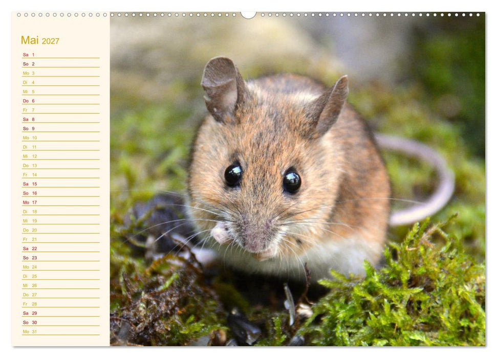 Grüsse von der Maus! (CALVENDO Premium Wandkalender 2027)