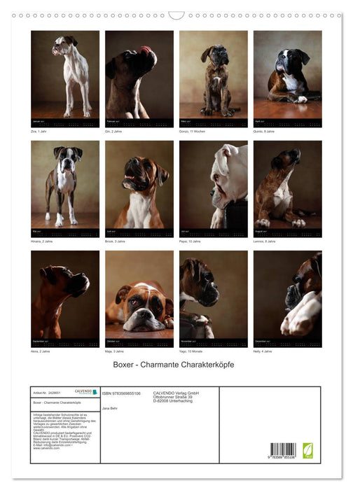 Boxer - Charmante Charakterköpfe (CALVENDO Wandkalender 2027)