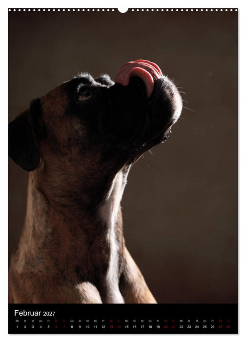 Boxer - Charmante Charakterköpfe (CALVENDO Wandkalender 2027)